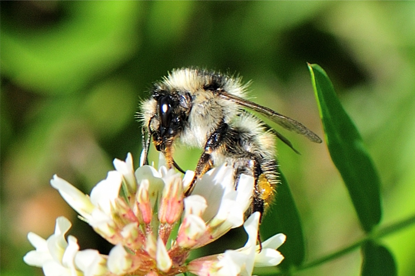 Bombus sylvarum