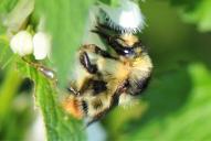 Bombus sylvarum(♀)