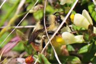 Bombus sylvarum(♀)