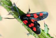 Zygaena viciae