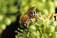 Colletes hederae