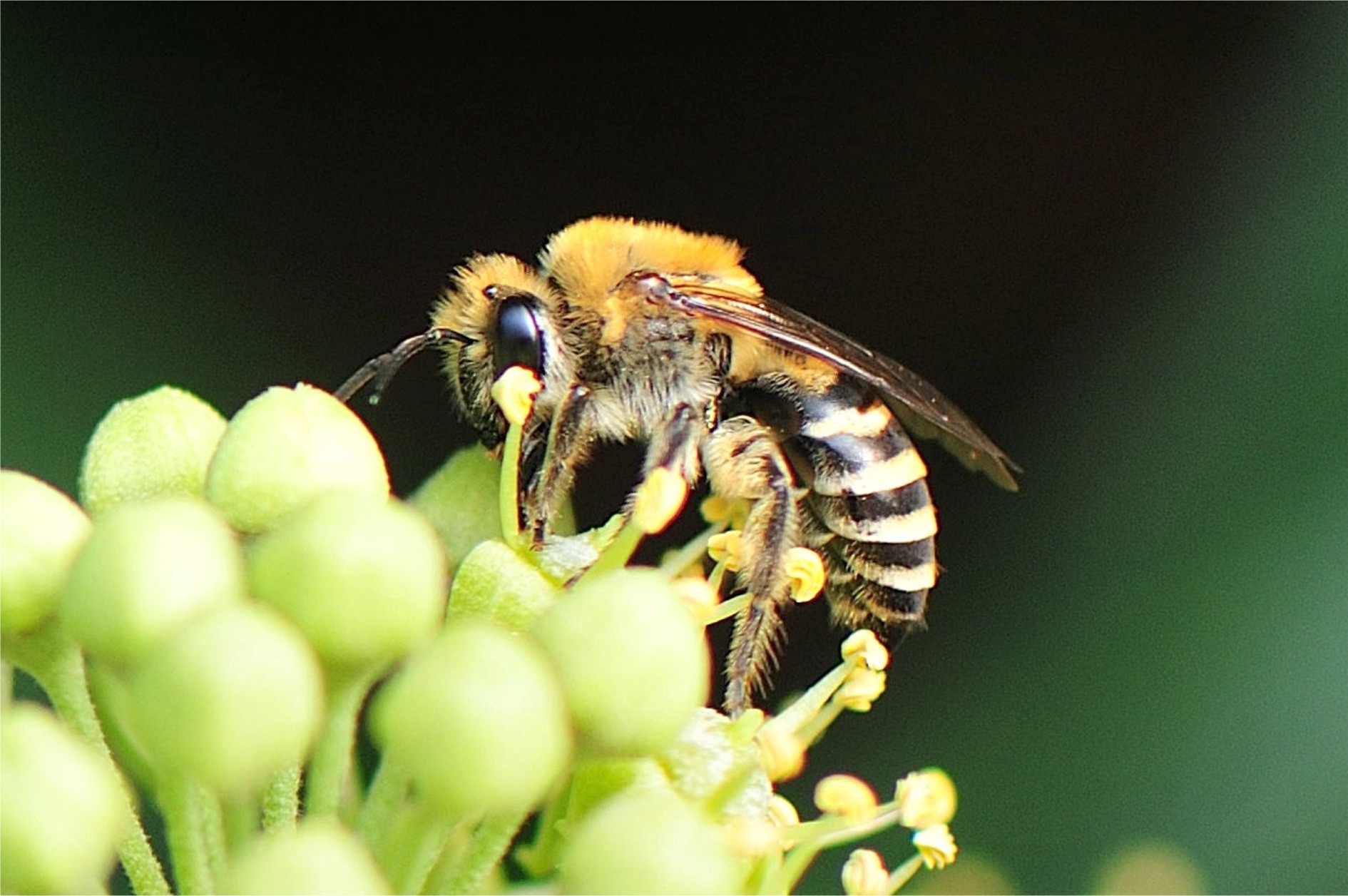 Colletes hederae