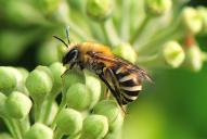 Colletes hederae