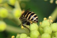 Colletes hederae