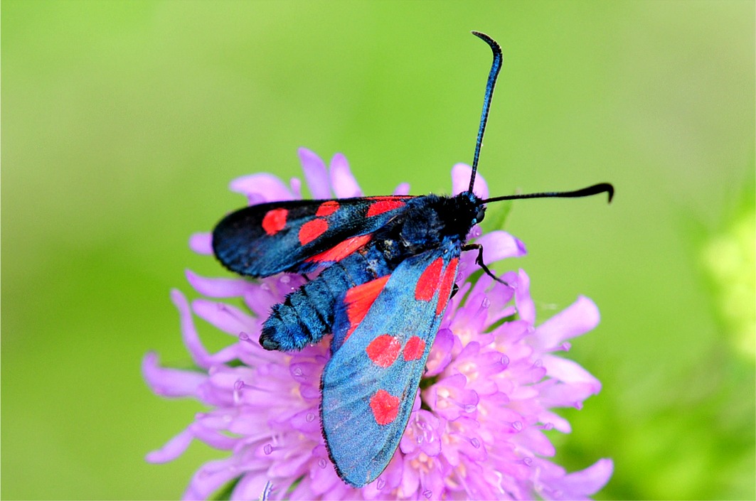 Zygaena viciae