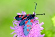 Zygaena viciae