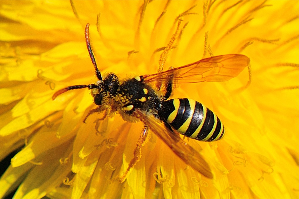 Nomada goodeniana