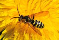 Nomada goodeniana