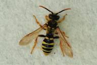 Nomada goodeniana