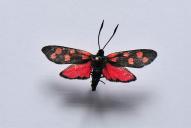 Zygaena transalpina