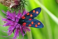 Zygaena transalpina