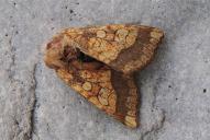 Gortyna flavago(Totfund)