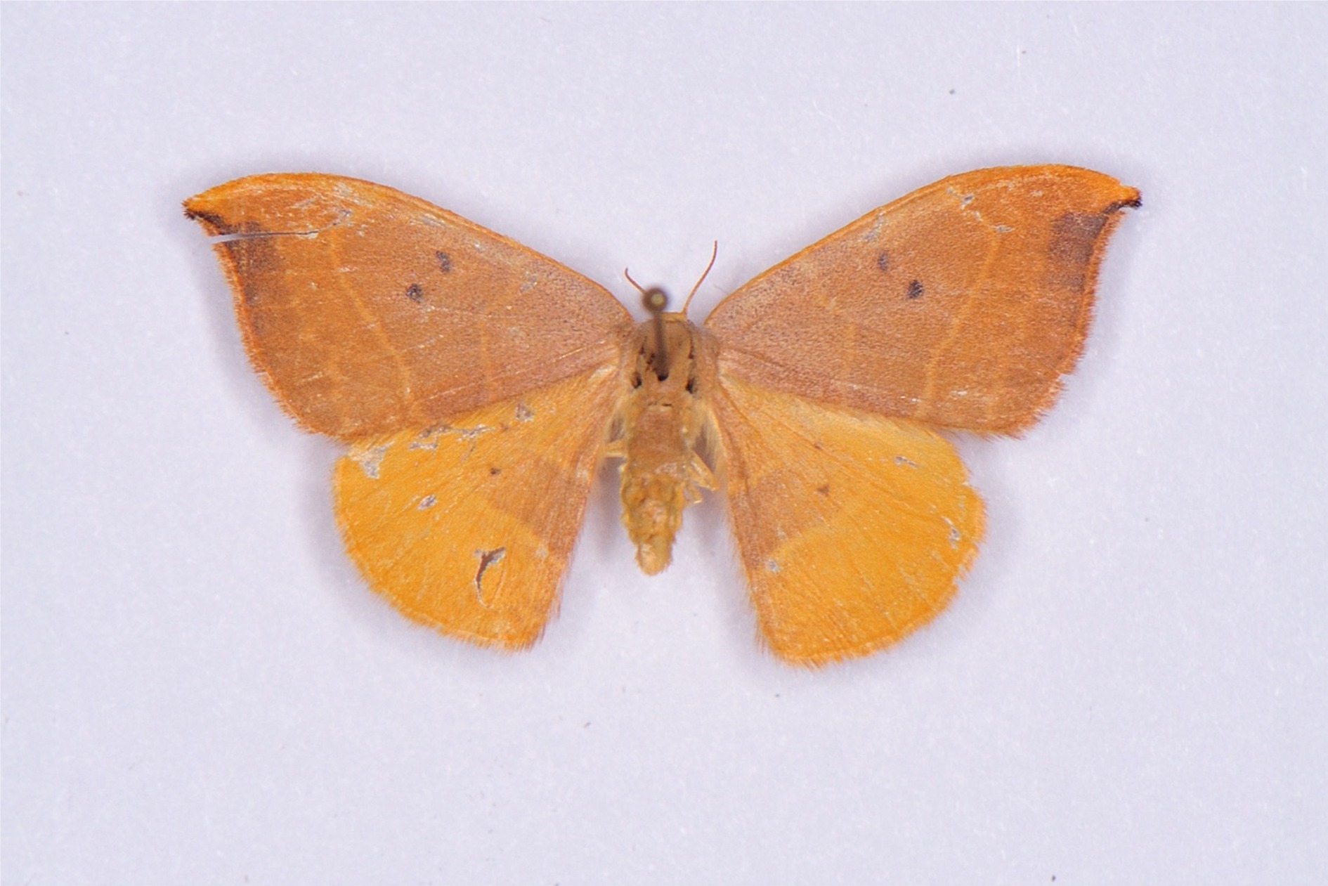 Watsonalla binaria