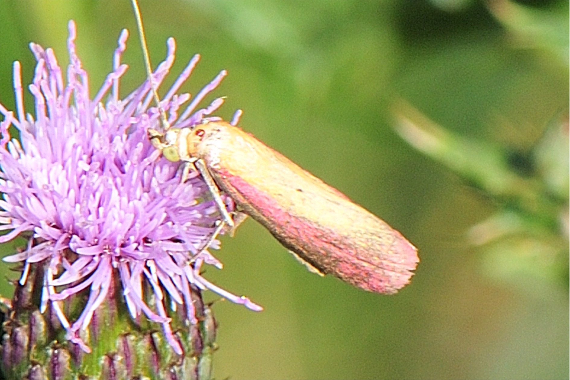 Oncocera semirubella