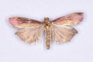 Oncocera semirubella