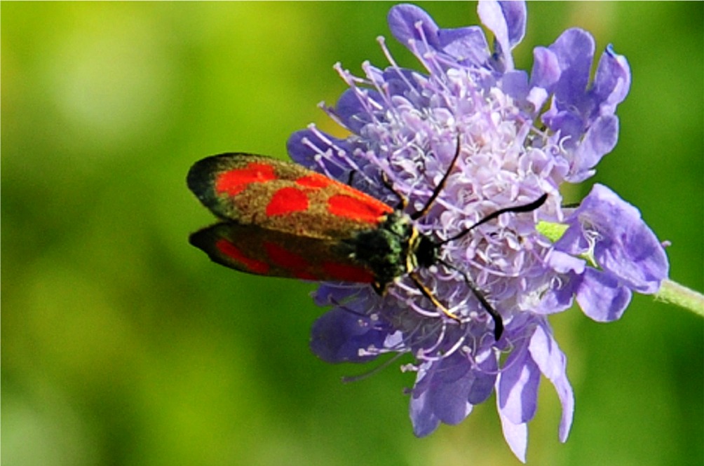 Zygaena loti