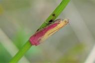Oncocera semirubella