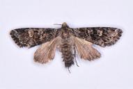 Papestra biren(Präp. 2017/0089)