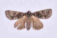 Acronicta (Viminia) rumicis