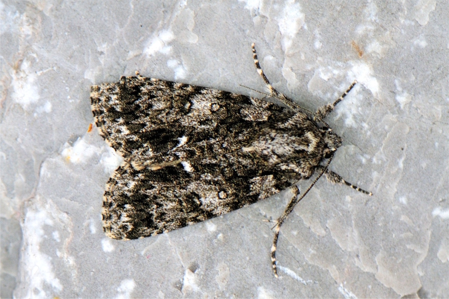 Acronicta (Viminia) rumicis