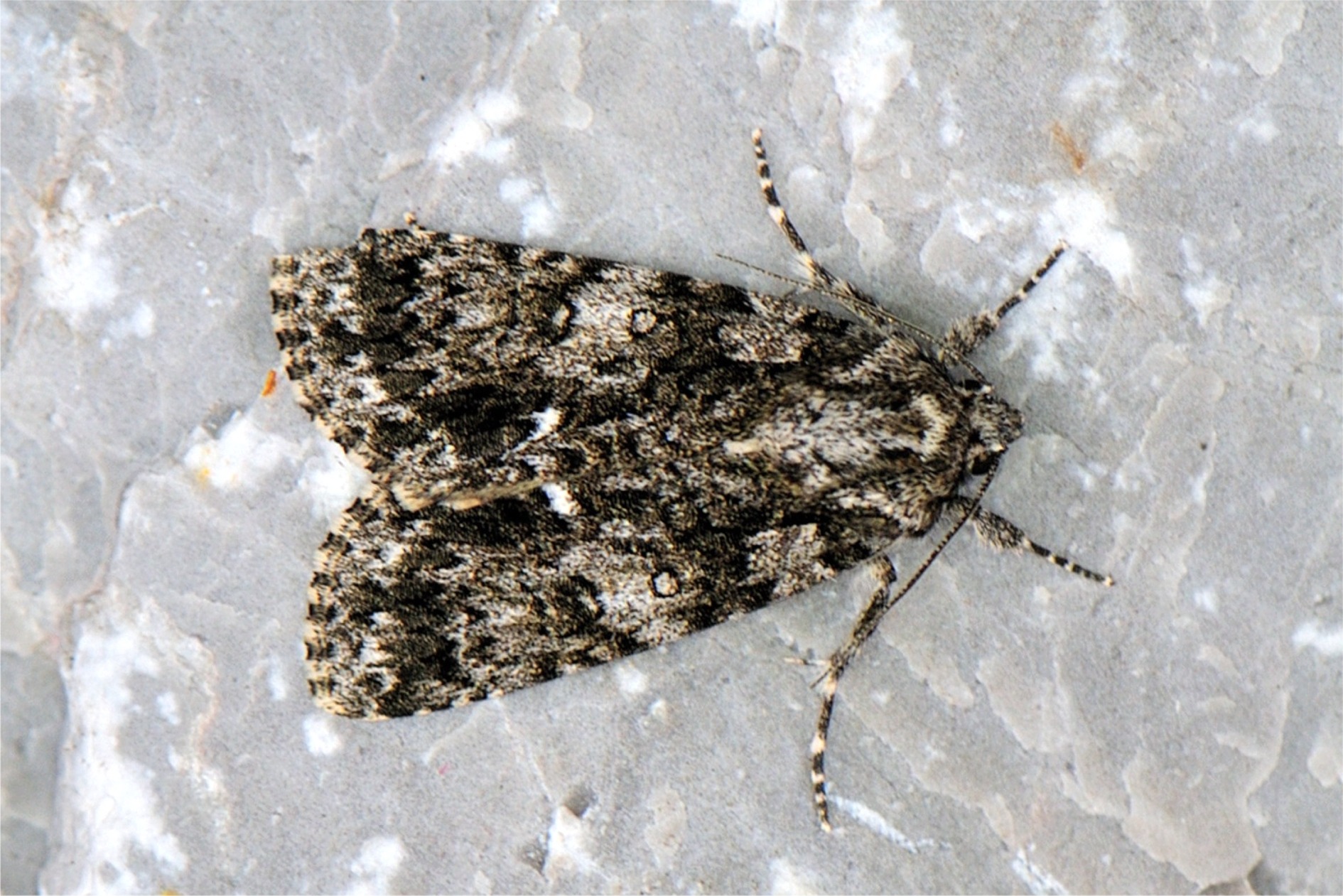 Acronicta rumicis