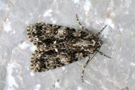 Acronicta rumicis