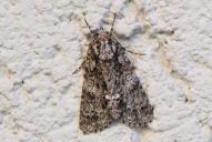 Acronicta (Viminia) rumicis