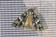 Acronicta (Viminia) rumicis