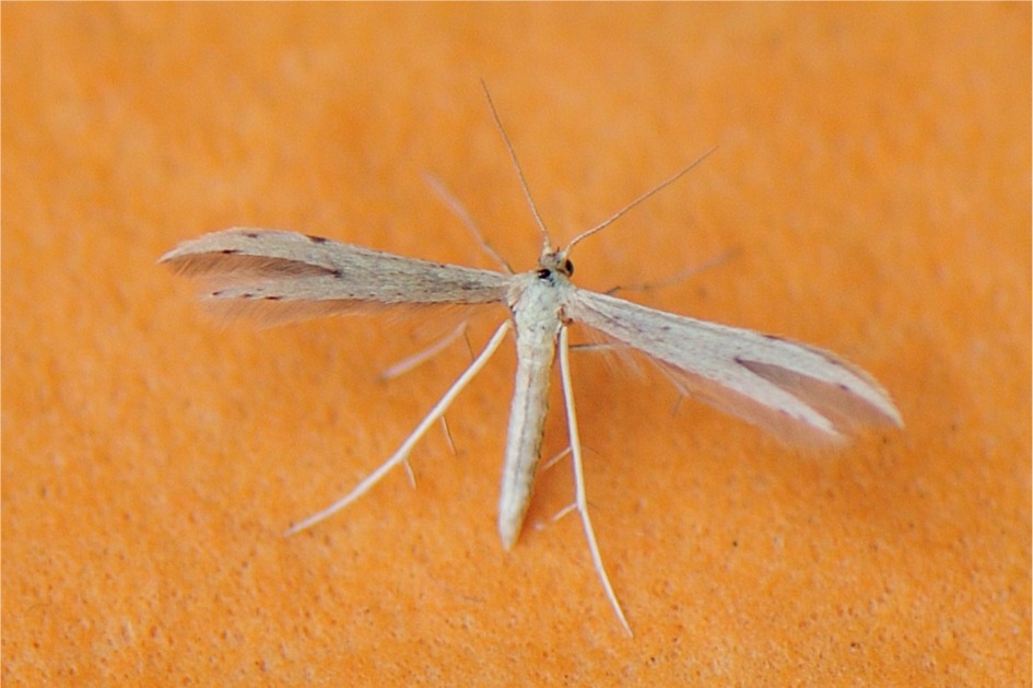 Adaina microdactyla