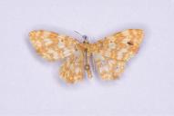 Hydrelia flammeolaria