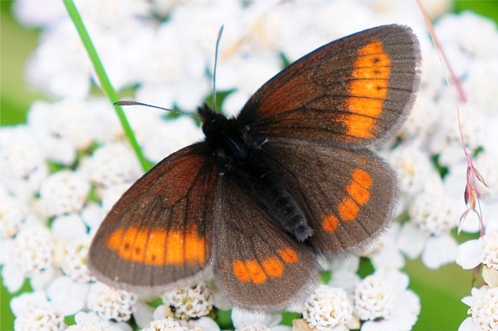 Erebia melampus