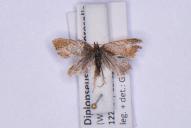 Diplopseustis perieresalis