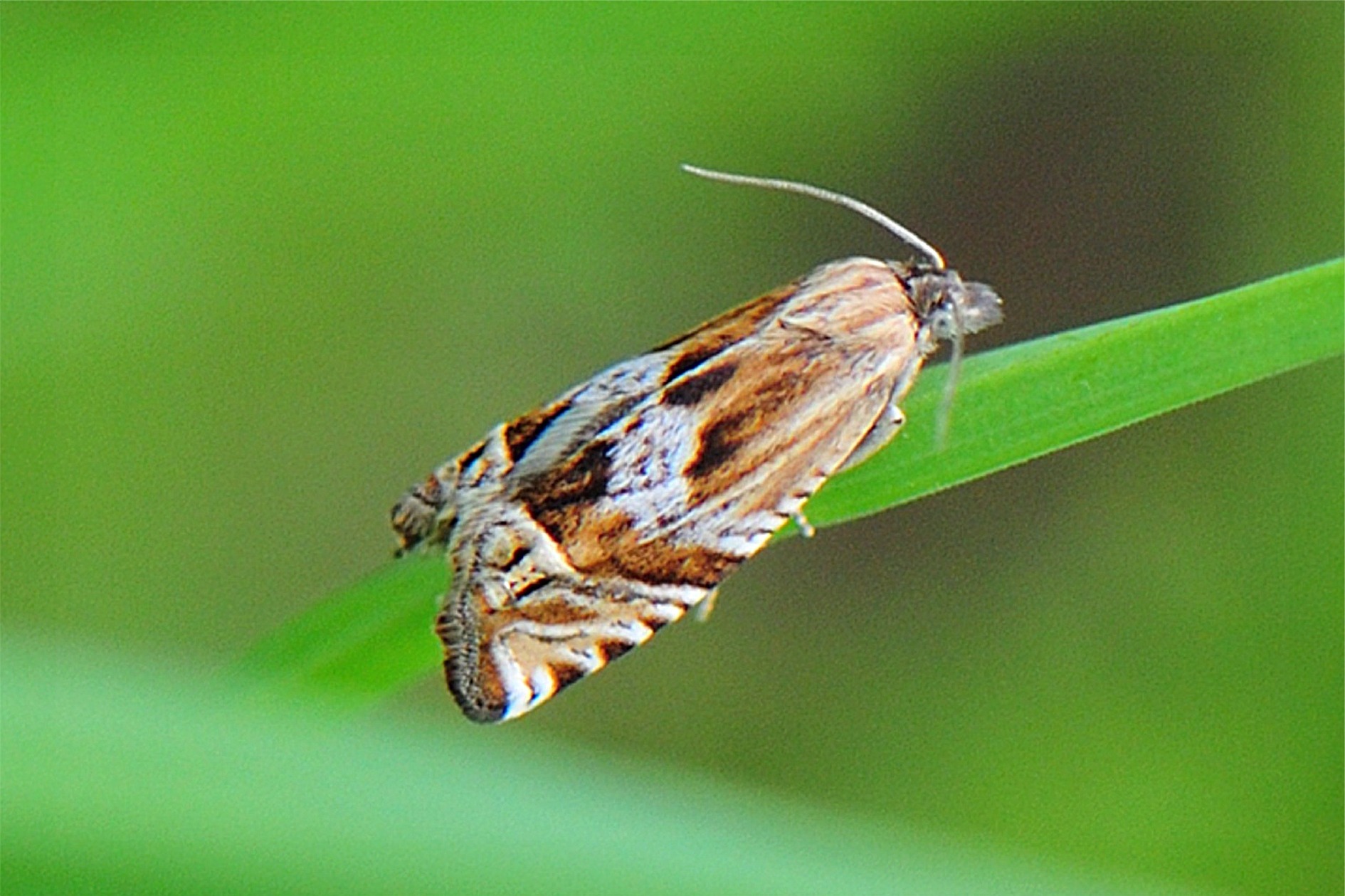 Eucosma aspidiscana