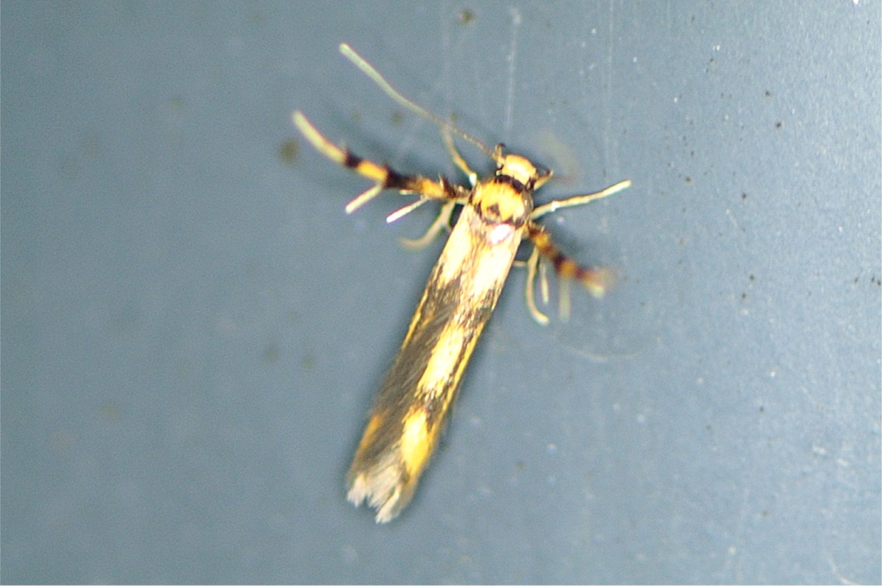 Stathmopoda pedella