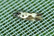 Ethmia quadrillella