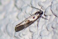 Ethmia quadrillella