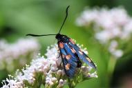 Zygaena lonicerae