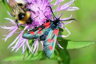 Zygaena lonicerae