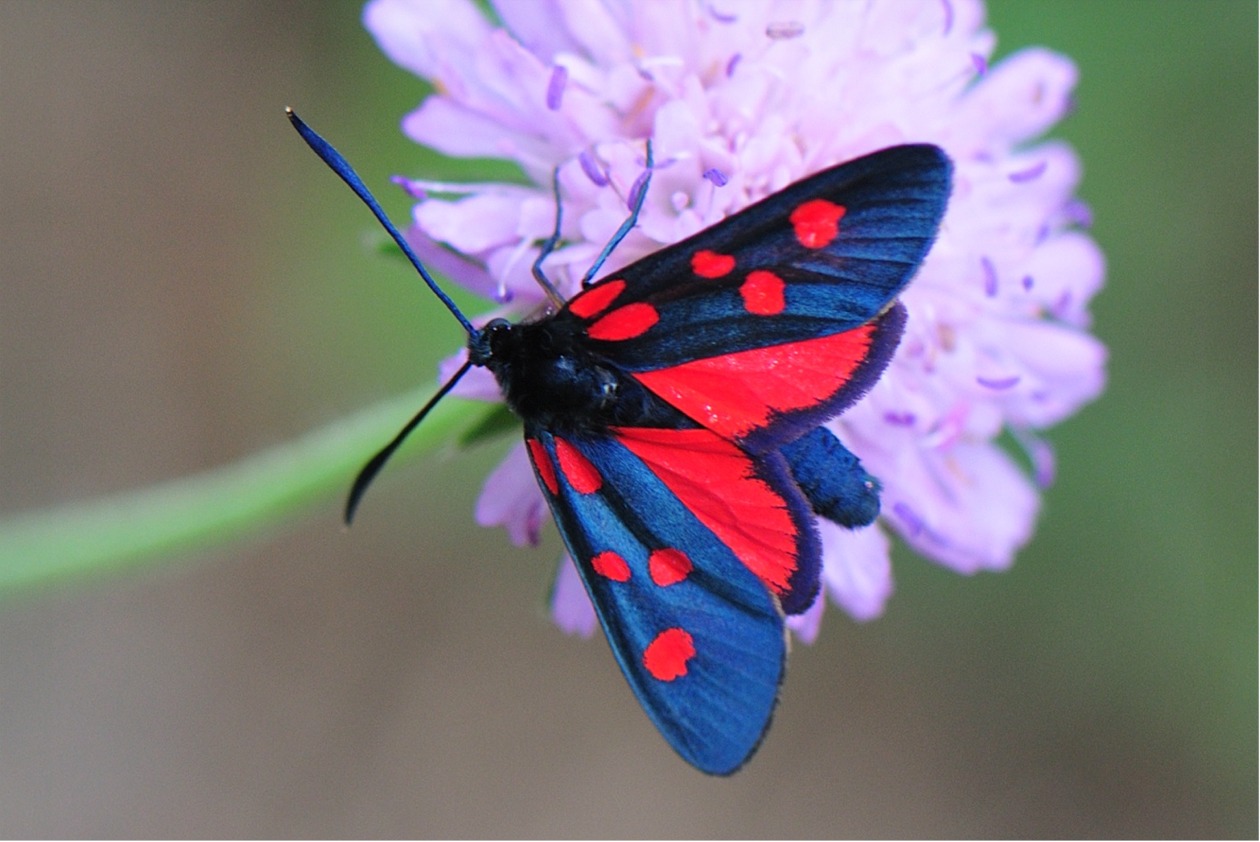 Zygaena lonicerae