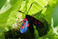 Zygaena lonicerae