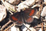 Erebia melampus