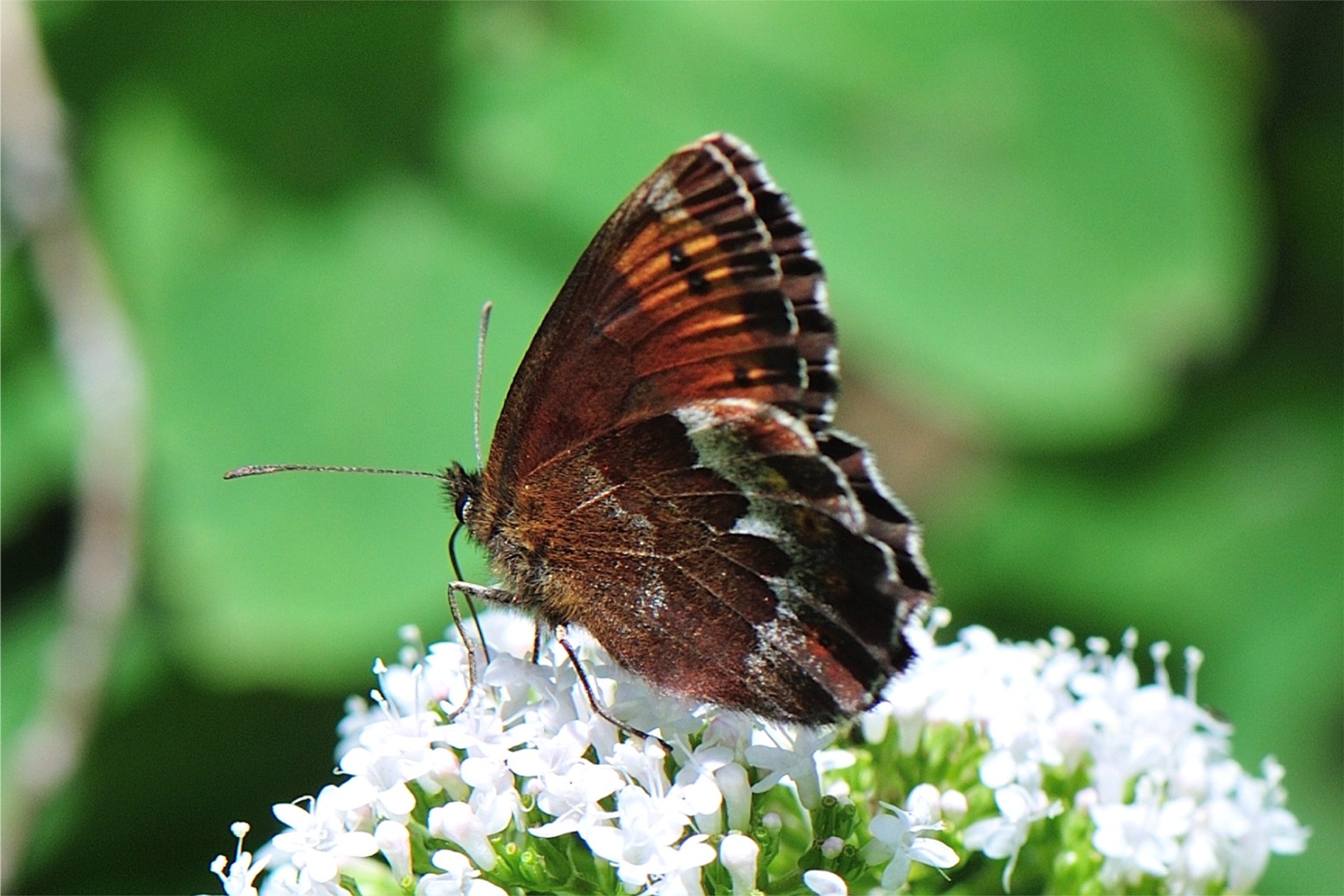 Erebia euryale ssp. isarica