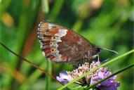 Erebia euryale ssp. isarica