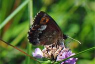 Erebia euryale ssp. isarica
