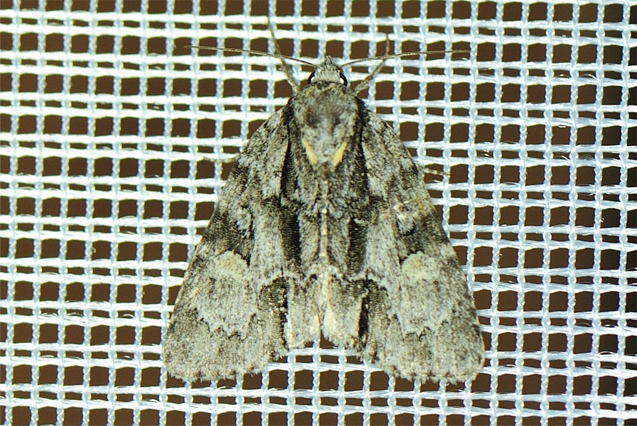 Acronicta strigosa