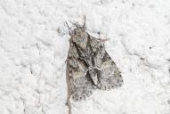 Acronicta strigosa