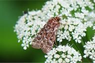 Lycophotia porphyrea