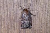 Lycophotia porphyrea