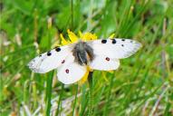 Parnassius phoebus