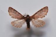 Ptilophora plumigera